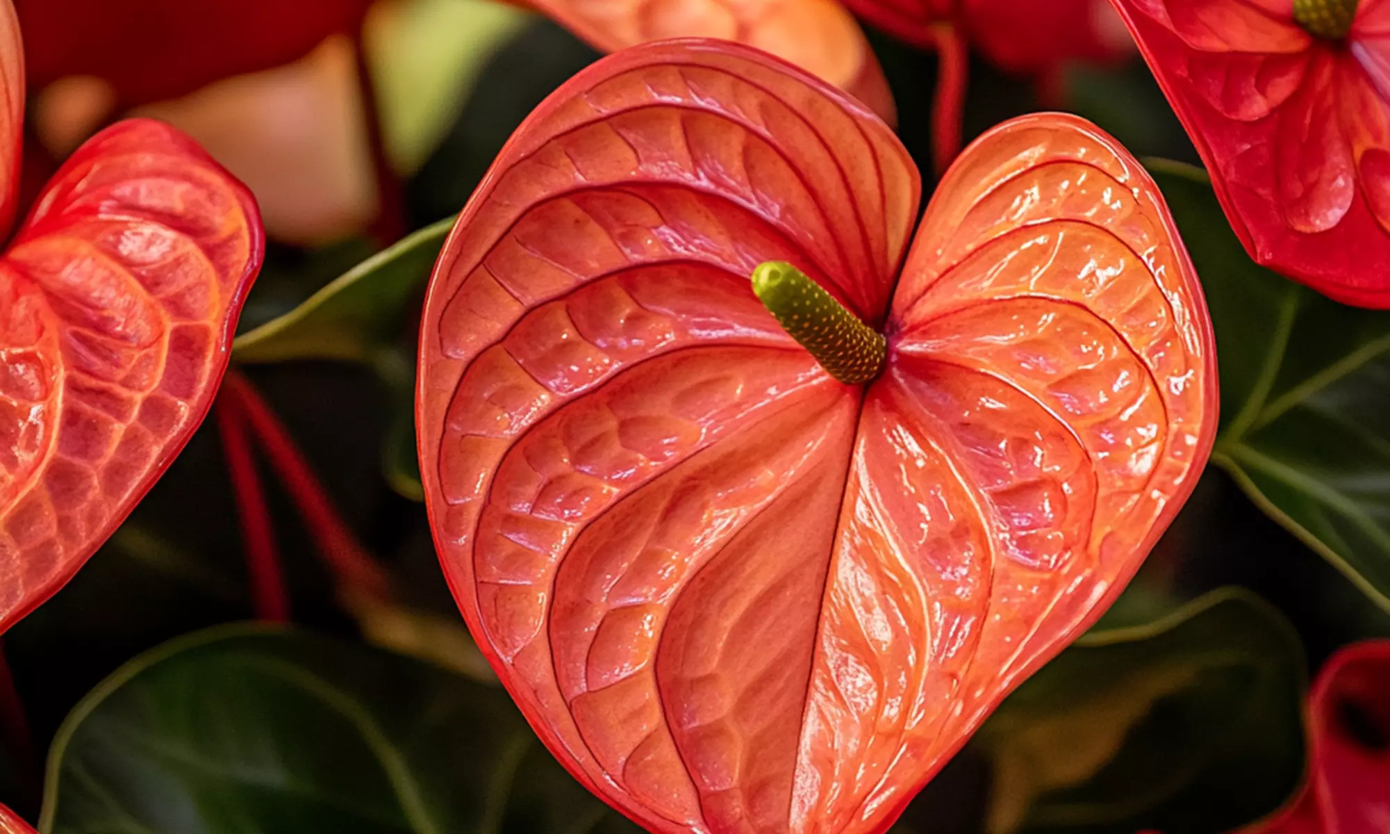 Rootz Flamingoblume (Anthurium)