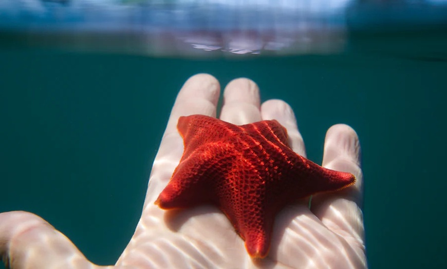 Image 4: Up to 36% Off on Snorkeling at Just Get Wet