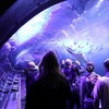 Image 19: Tickets to San Francisco Pier 39 Aquarium of the Bay