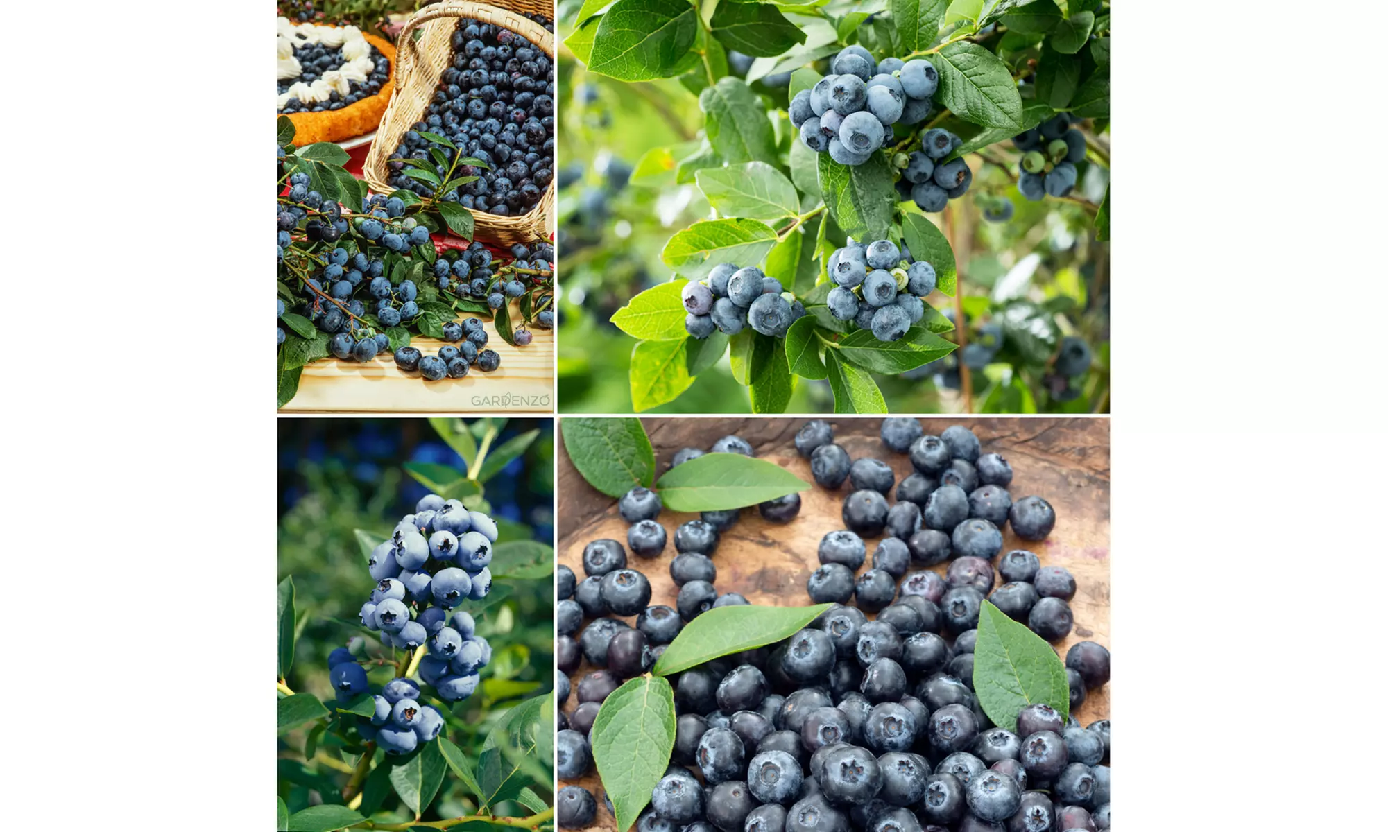 4x oder 8x Blaubeerpflanzen