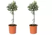 1 o 2 olivos 40-50 u 80-90 cm - Second Medium