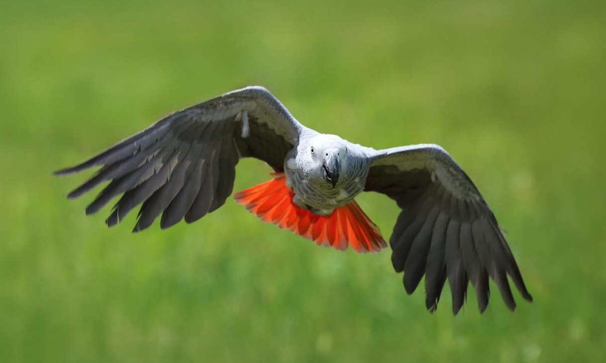 Explore Kookaburra Feeding, Parrot Encounter, or Owl Guest Experience