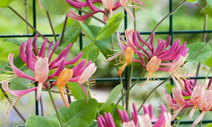 Image 3: Lonicera "American Beauty"