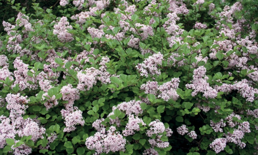 Image 5: Purple Scented Lilac - 1 or 2 Potted Plants