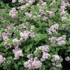 Image 5: Purple Scented Lilac - 1 or 2 Potted Plants