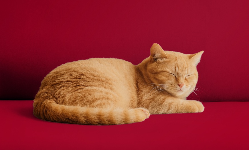 Image 14: Water-Resistant, Elegant Velvet Sofa Cover in Various Sizes