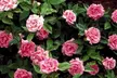Cinnamon Hearts & Zephirine Drouhin Rose Bushes - Vibrant, Fragrant, Reblooming Garden Roses, Outdoor Plants, Free Shipping (Up to 24% Off) - Second Medium