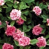 Image 3: Rose Bushes in Various Sizes - Cinnamon Hearts and Zephirine Drouhin Climbing Roses with Free Shipping (Up to 15% Off)