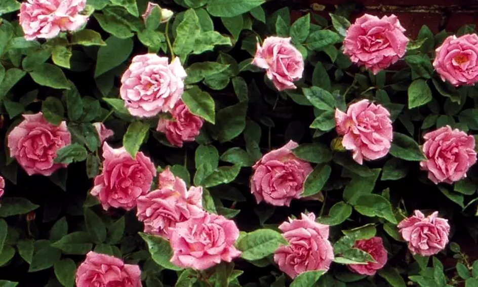 Rose Bushes in Various Sizes - Cinnamon Hearts and Zephirine Drouhin Climbing Roses with Free Shipping (Up to 24% Off)