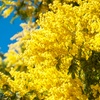 Image 1: YouGarden Flowering Mimosa Bush