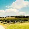 Image 5: Dive Into Flavours with Wine or Reserve Wine Tasting in Hunter Valley!