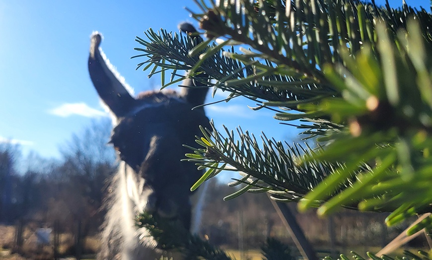 Image 3: 2-stündige Lama-Park-Wanderung für 2 Personen