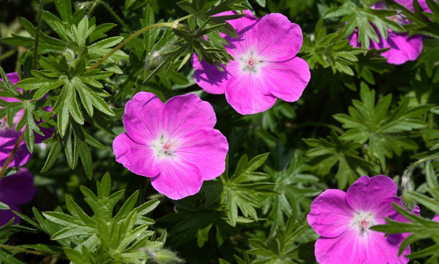 Image 3: Geranium Rose Clair - 1, 3 or 5 Potted Plants
