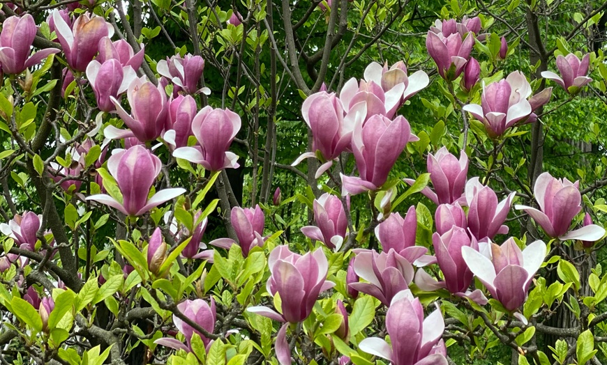 Image 8: 3er-Set Stern-Magnolien, Tulpen-Magnolie oder Magnolie „Susan