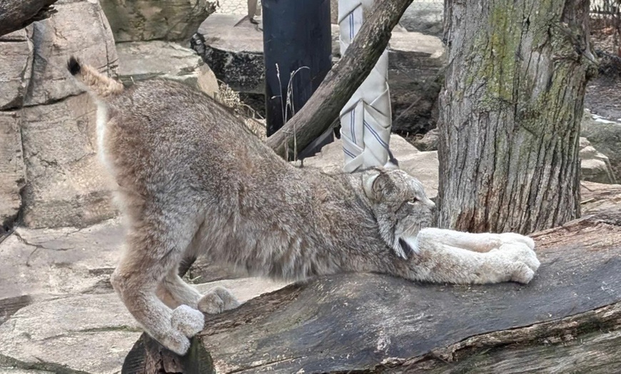 Image 2: Explore Wildlife w/Entry for One, Two or Four Adults to the Cosley Zoo