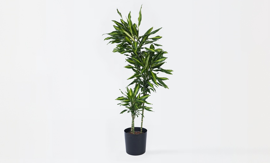 Image 3: Dracaena Cintho plant