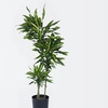 Image 3: Dracaena Cintho plant