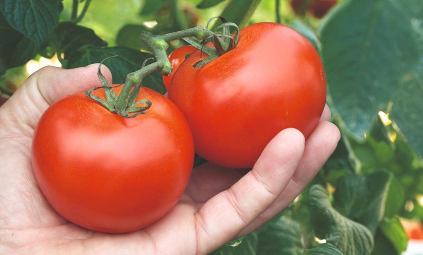 Image 7: Up to 6 Potted Plants or Up to 10 Postiplugs of Mixed Tomato Plants