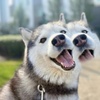 Image 2: 1, 3 or 5 Overnight Dog Boarding Stays for One Dog or Cat or Two Dogs