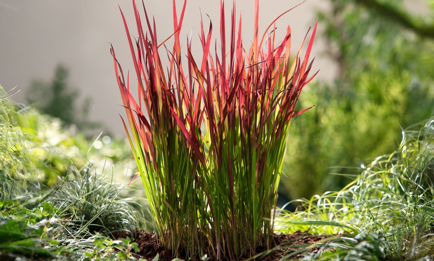 Image 7: Set de 4 ou 8 graminées ornementales "Red Baron" de Gardenzo