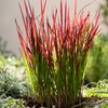 Image 7: Set de 4 ou 8 graminées ornementales "Red Baron" de Gardenzo