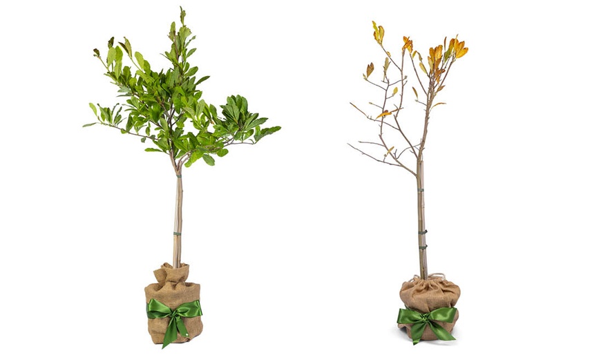 Image 3: Magnolia Tree Collection