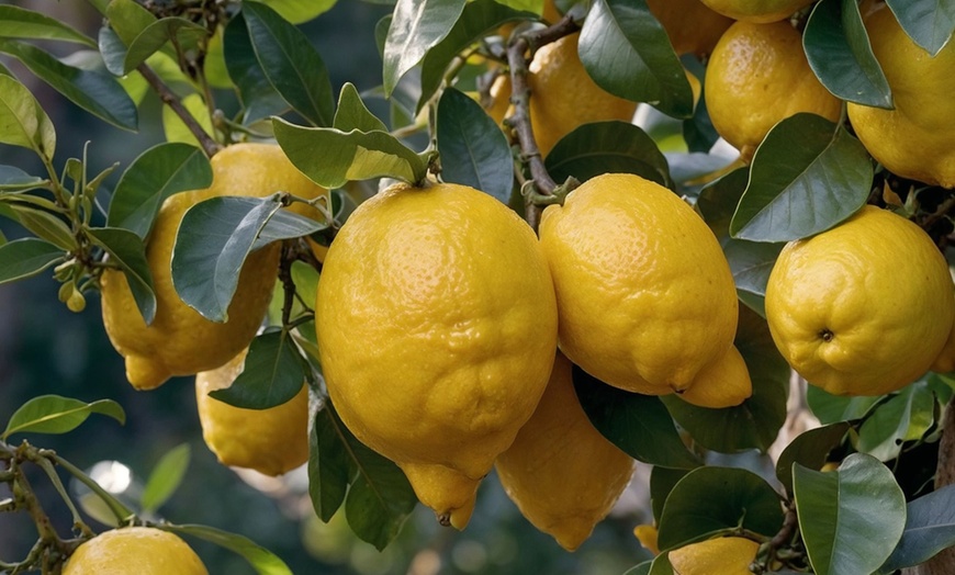 Image 5: Lot de 4 ou 8 jeunes arbres fruitiers méditerranéens Rootz