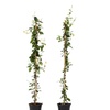 Image 4: 1x oder 2x Sternjasmine "Star of Toscane"