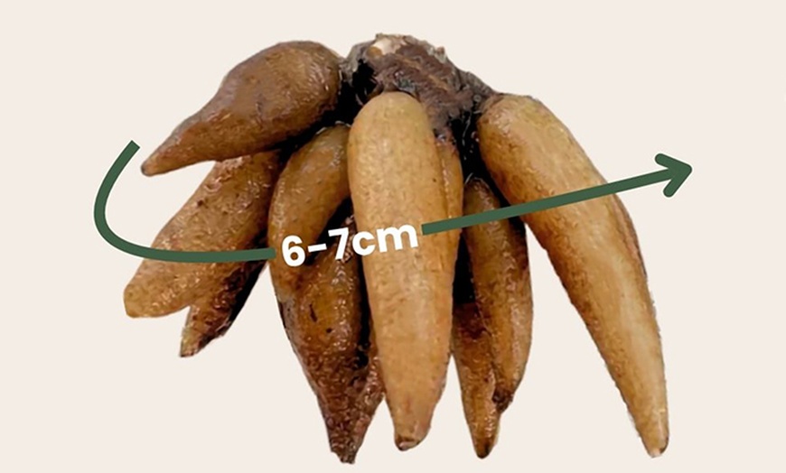 Image 7: 80 Ranunkel-Blumenzwiebeln