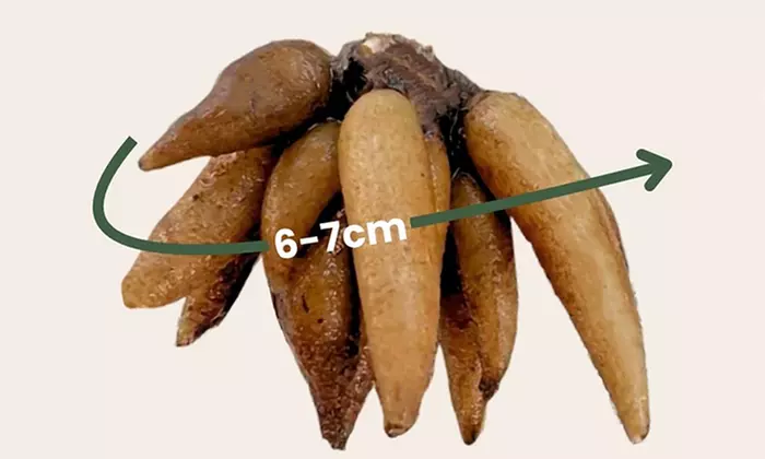 80 Ranunkel-Blumenzwiebeln - Image 7