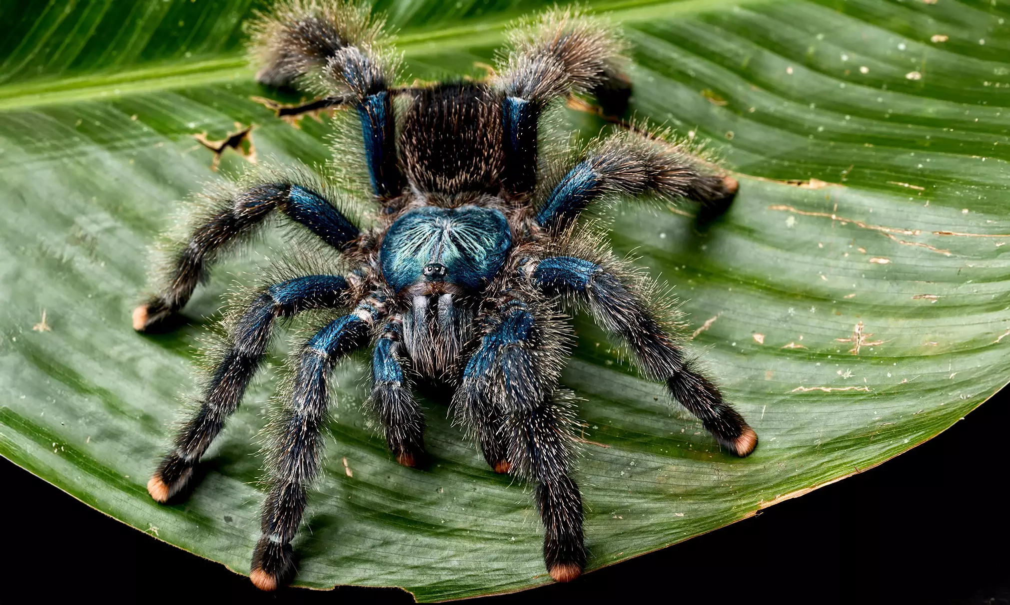 Zobacz z bliska egzotyczne rośliny i zwierzęta: bilety do Egzotarium