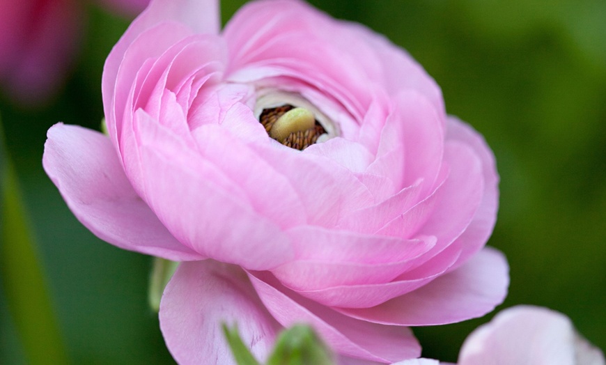 Image 2: Pack di 40 bulbi di Ranunculus "Pastello"