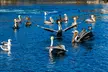 45 Minute Glass Bottom Boat Tour at Redondo Beach with Marine Animals! View Sea Lions, Birds and Marine Life! - Second Medium