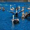 Image 6: 45 Minute Glass Bottom Boat Tour at Redondo Beach with Marine Animals!
