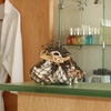 Image 6: Signature Massage Spa Packages at D'ames Spa - Pier South Resort in Imperial Beach (Up to 37%Off)