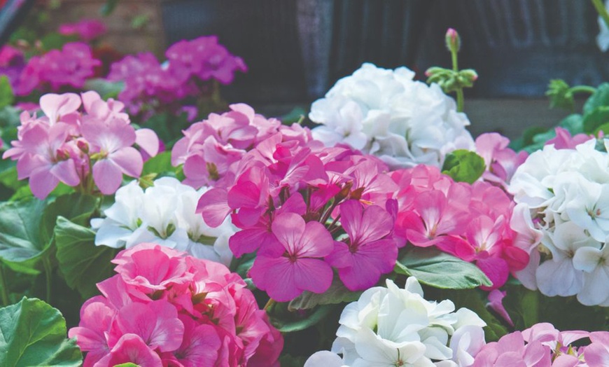 Image 1: Up to 72 Geranium 'Jackpot Candyfloss' Mix Plants