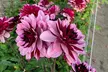 One, Three or Six Dahlia Creme de Cassis Plants - Image 3
