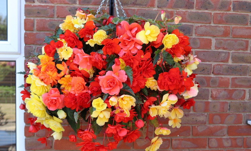 Image 2: Up to 72 Mixed Begonia Plug Plants