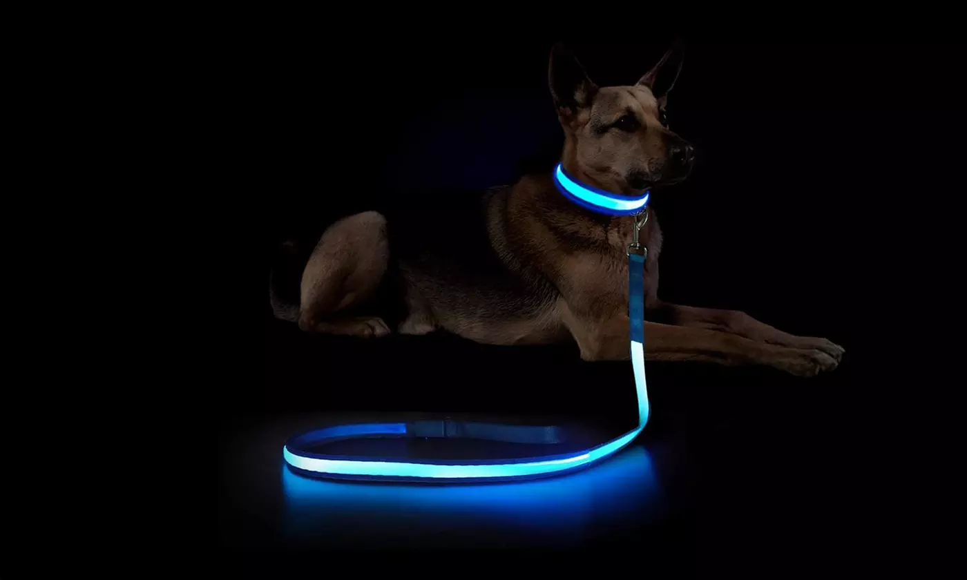 Safety Luminous LED Dog Light Up Collar Night Glow Adjustable Collar with Leash