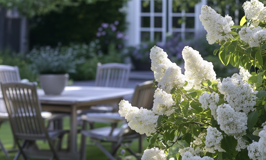 Image 9: Set de 4 lilas de variedad a elegir, entregadas en maceta, de Rootz