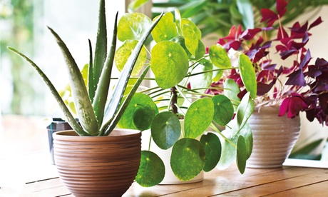 Groupon Unisex Green Aloe Vera Plant: One