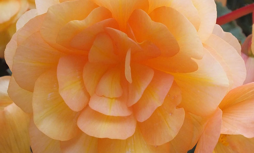 Image 8: Begonia Apricot Fiery Shades Garden-Ready Plants