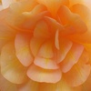 Image 8: Begonia Apricot Fiery Shades Garden-Ready Plants