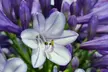 One, Two or Three Agapanthus Potted Plant Collections 9cm - Image 7