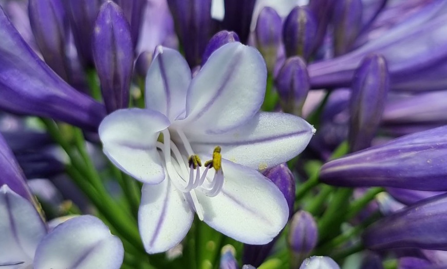Image 7: One, Two or Three Agapanthus Potted Plant Collections 9cm
