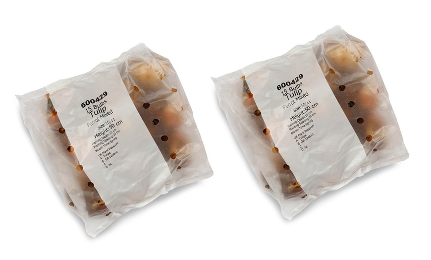 Image 5: 15 or 30 Tulip 'Parrot' Mixed Spring Flowering Bulbs