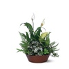 Image 14: Same Day Live Plants & Dish Gardens from Blooms Today with Delivery 60% Off