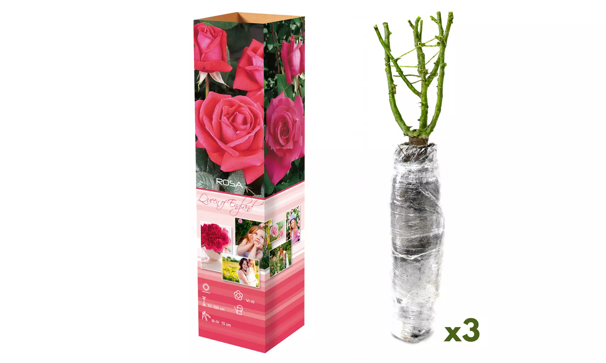 Roses : Dame de Coeur, Joro, Gloria Dei, entre autres