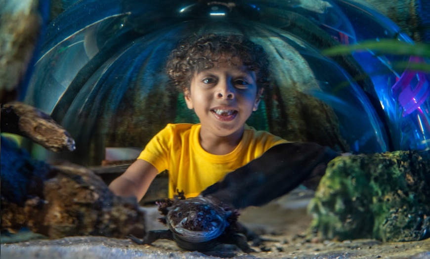 Image 9: ICON Park Attraction Deals - Madame Tussauds, SEA LIFE, Orlando Eye 