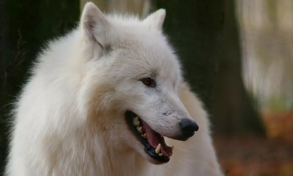 Safari animalier près de Paris avec accès Terre de Singes
